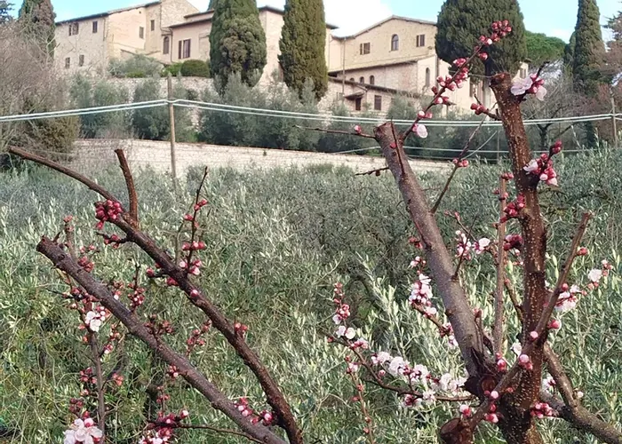 Pensionat All'ombra Di San Damiano 3*